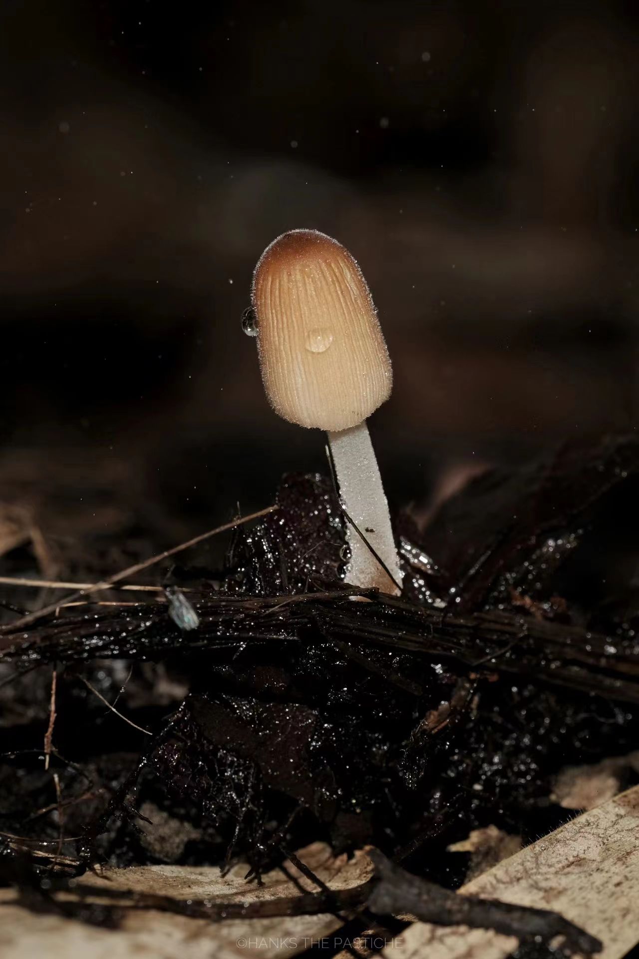 mushroom-image